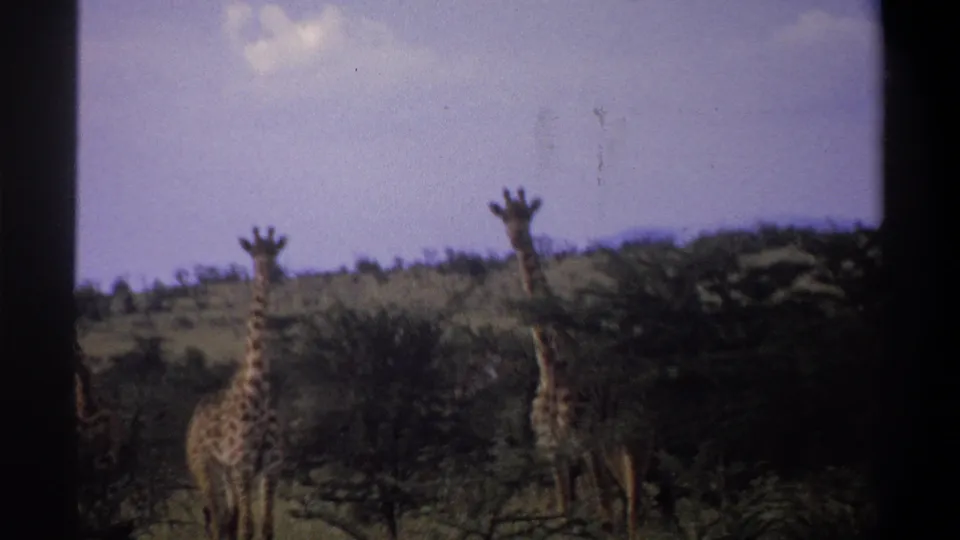 1969 Nigeria 8mm frame showing two giraffes beside dense brush on grassland, framed by dark film edges.