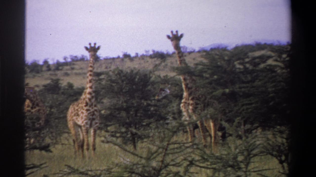 1969 8mm home-movie frame from supplied Lagos, Nigeria metadata showing giraffes among scrub trees on open savanna.