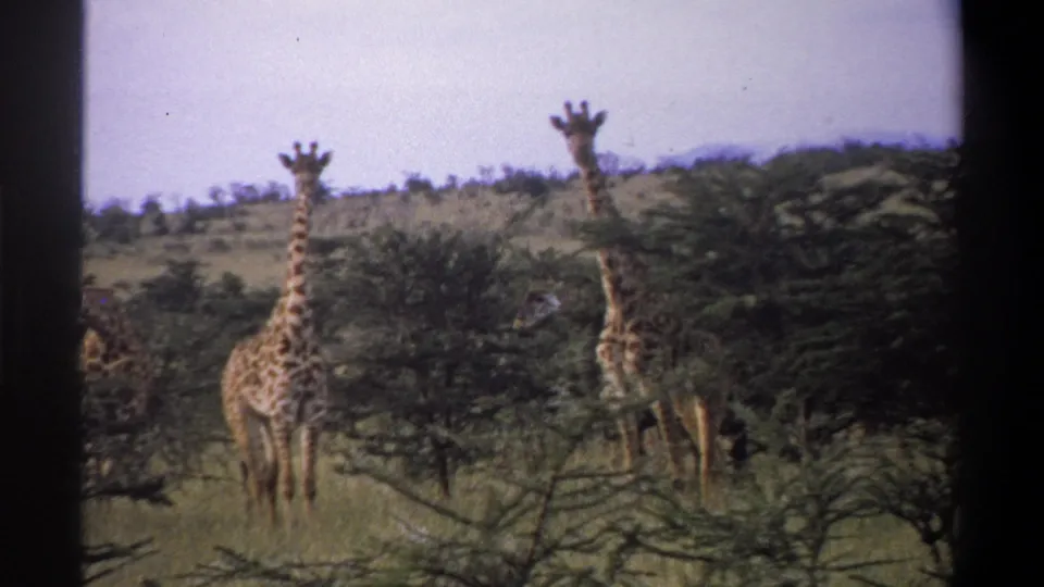1969 8mm home-movie frame from supplied Lagos, Nigeria metadata showing giraffes among scrub trees on open savanna.