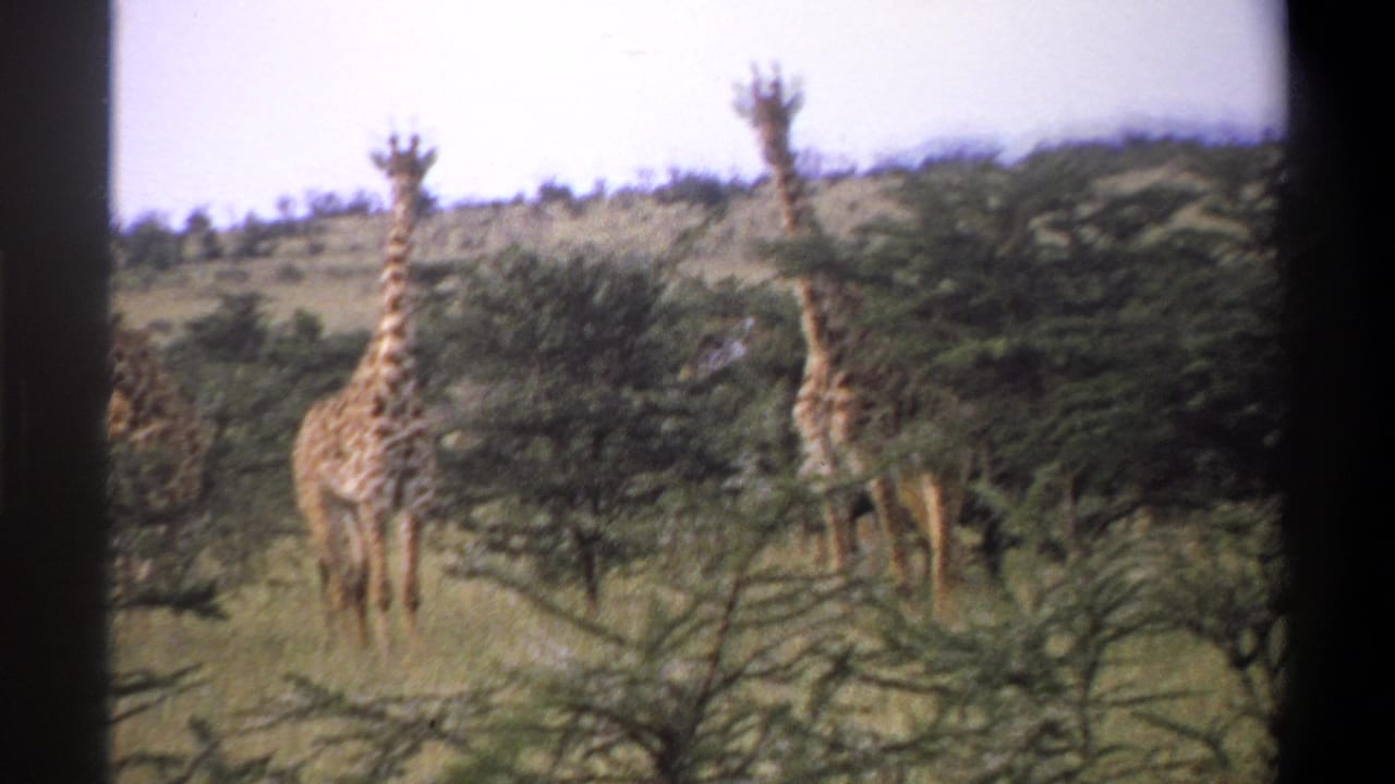 Giraffes appear in a lightly wooded grassland with a pale sky above.