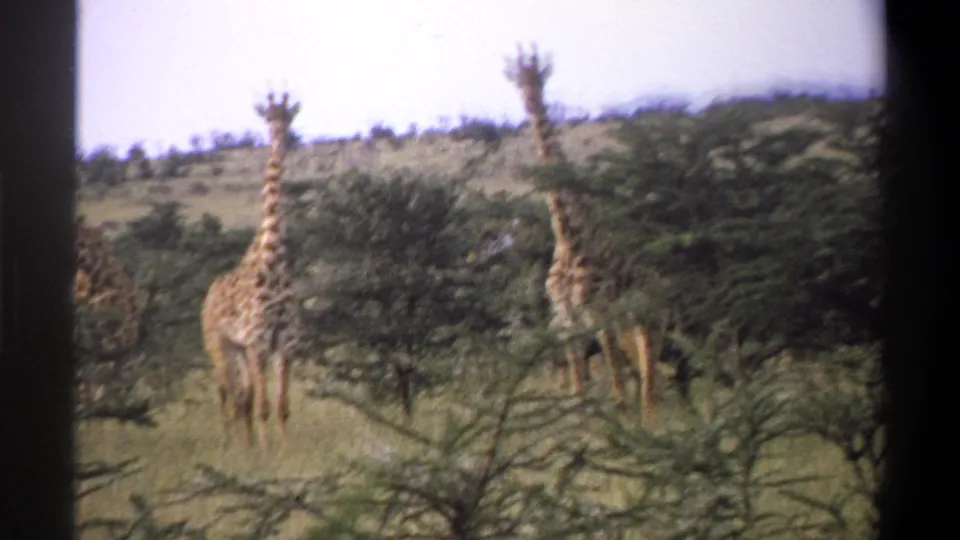 1969 8mm wildlife frame, based on supplied metadata, with giraffes partly framed by scrub trees in Nigeria.