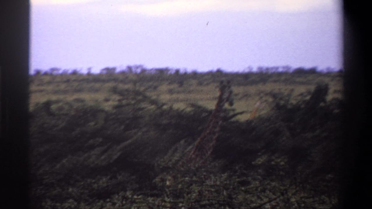 1969 8mm home-movie frame from supplied Lagos, Nigeria metadata showing a giraffe partly hidden by brush on savanna.