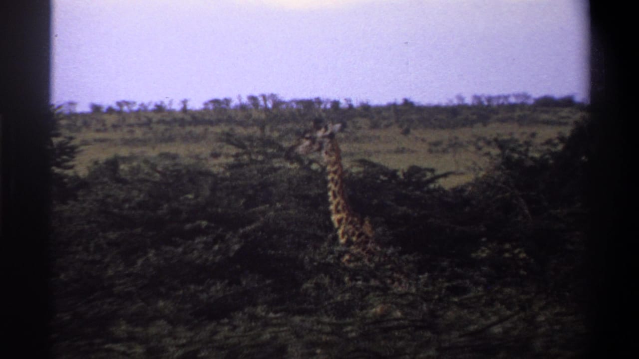 1969 8mm frame, supported by supplied Lagos, Nigeria metadata, showing a giraffe near scrub trees on savanna.