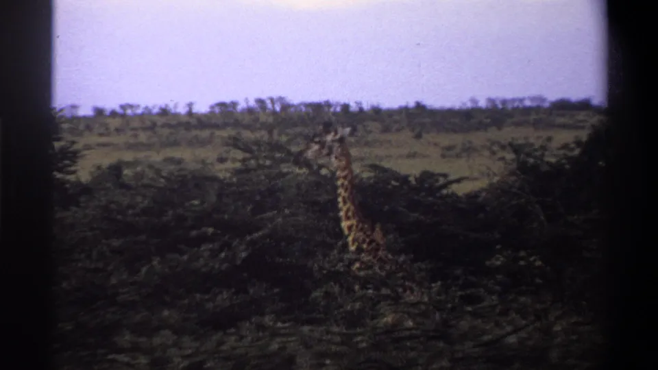 1969 8mm frame, supported by supplied Lagos, Nigeria metadata, showing a giraffe near scrub trees on savanna.