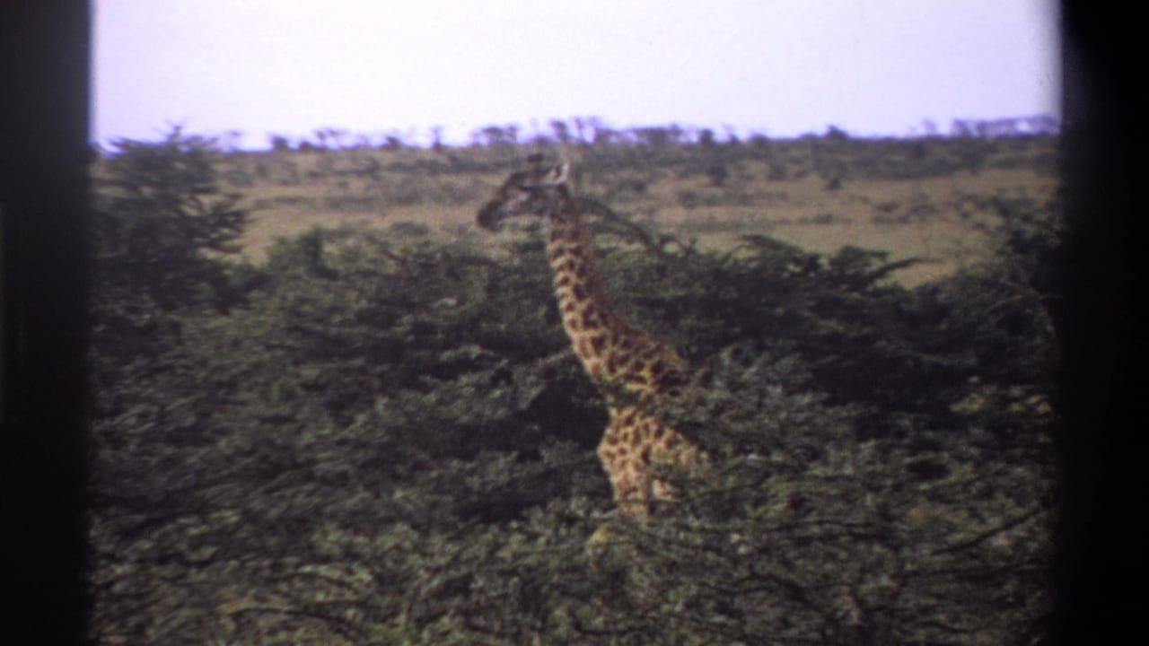 1969 Nigeria 8mm frame showing a giraffe partly obscured by trees and brush beneath a pale sky.