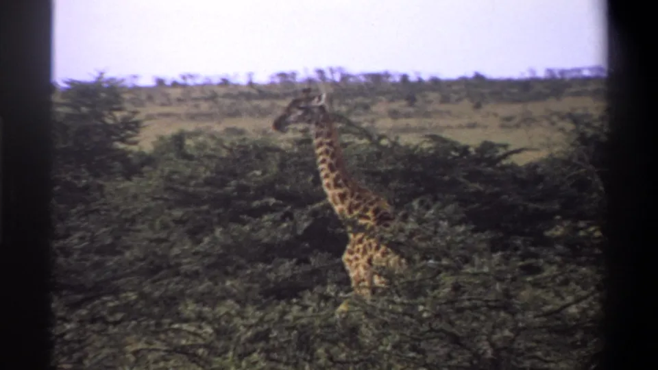 1969 Nigeria 8mm frame showing a giraffe partly obscured by trees and brush beneath a pale sky.