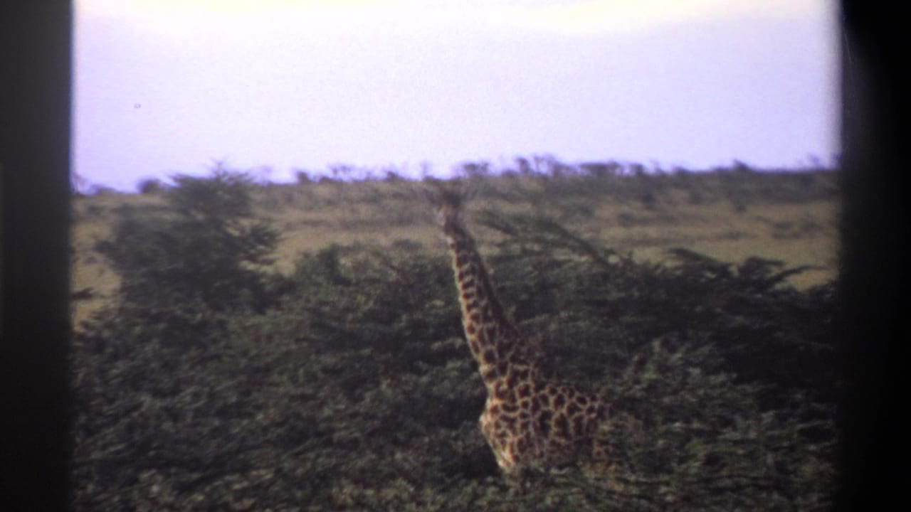 Giraffe partly hidden by trees with its neck rising above the brush.