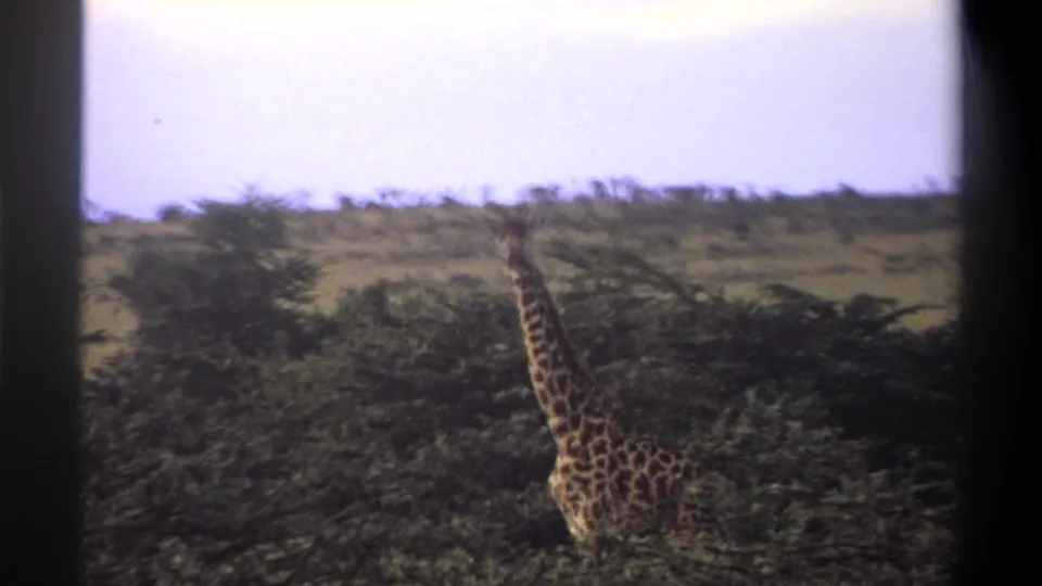 1969 Nigeria 8mm frame with a giraffe visible behind dark green foliage in a grassy savanna setting.