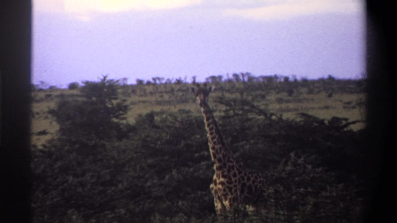 1969 Nigeria 8mm frame showing a giraffe in soft focus among shrubs, grass, and distant low trees.