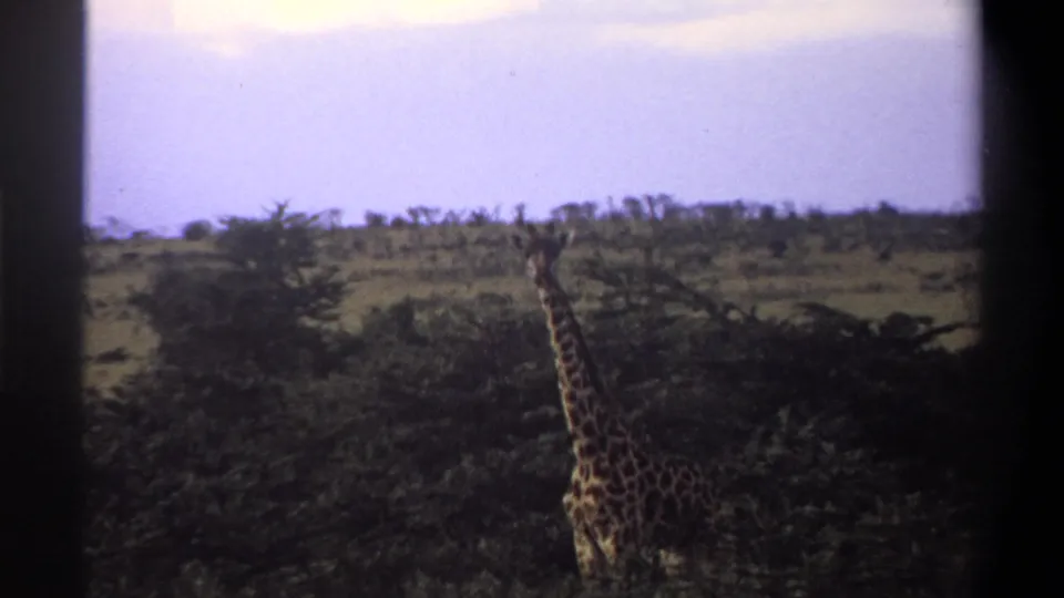 1969 Nigeria 8mm frame showing a giraffe in soft focus among shrubs, grass, and distant low trees.