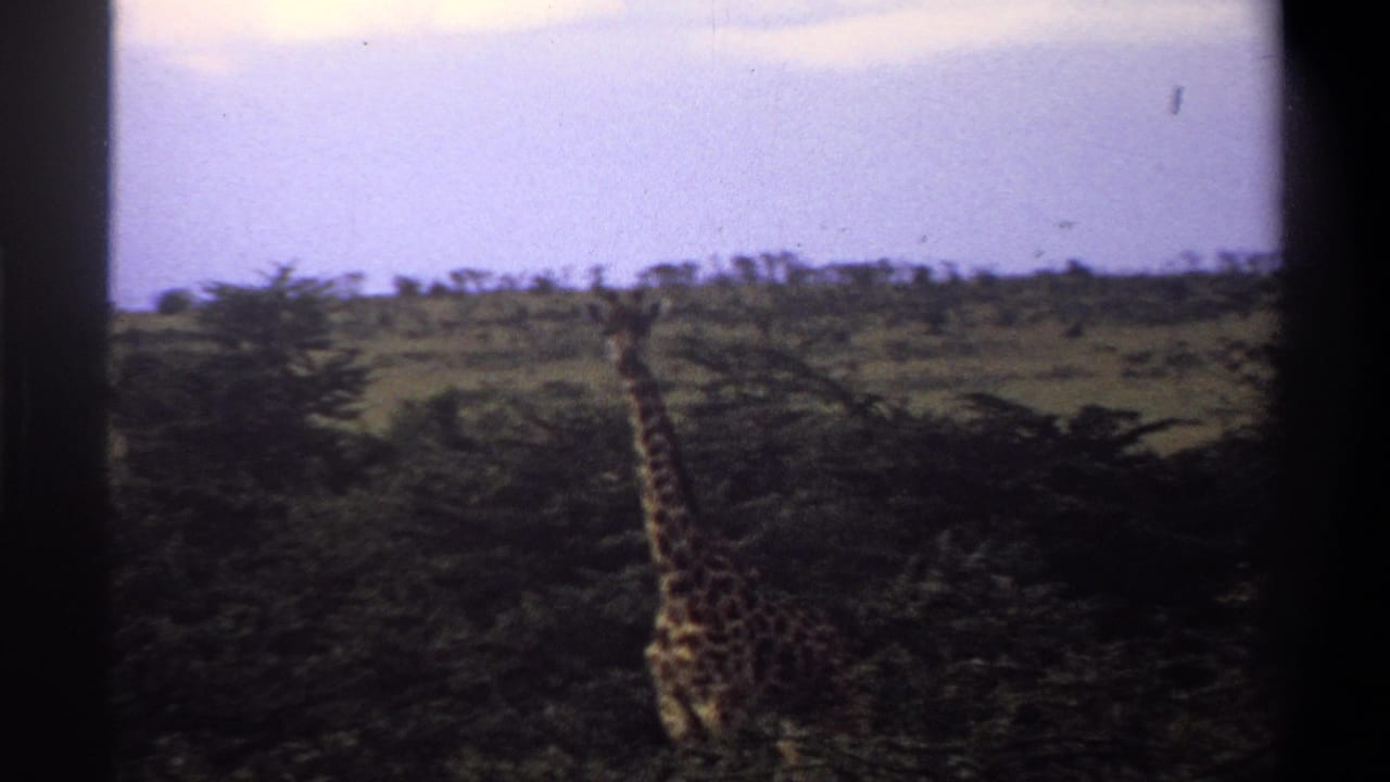 1969 Nigeria 8mm frame of a giraffe standing in brushy savanna, framed by dark film edges and muted color.