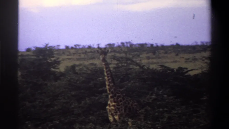 1969 Nigeria 8mm frame of a giraffe standing in brushy savanna, framed by dark film edges and muted color.