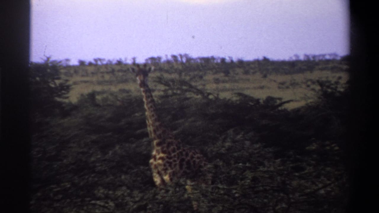 1969 Lagos, Nigeria home-movie frame showing a distant giraffe in green savanna terrain with shrubs and a pale sky.