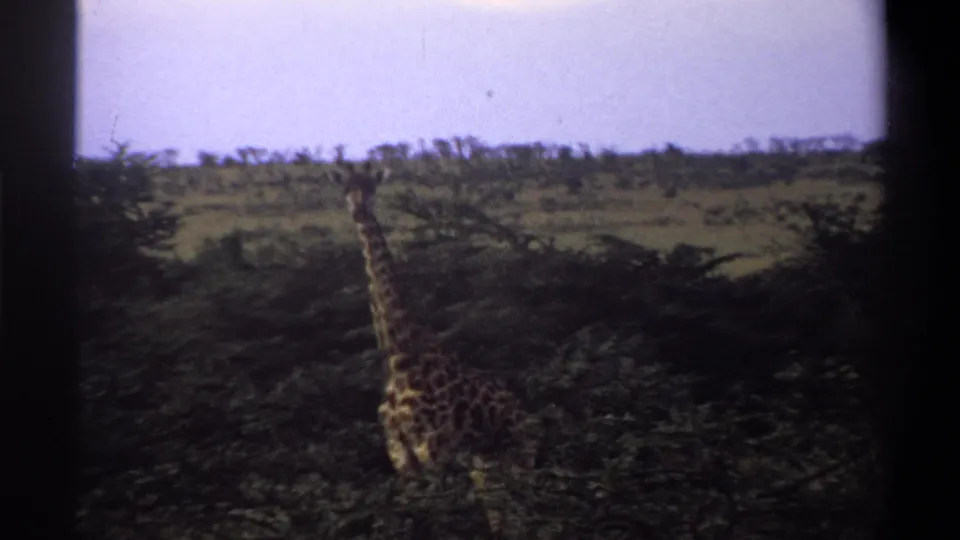 1969 Lagos, Nigeria home-movie frame showing a distant giraffe in green savanna terrain with shrubs and a pale sky.