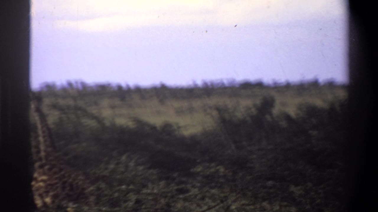 Giraffe neck and head seen at the edge of grassy savanna landscape.