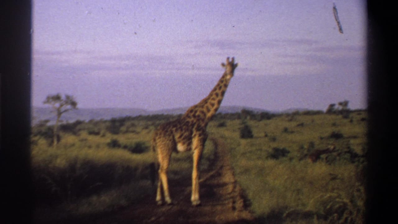 1969 Lagos, Nigeria home-movie frame showing a giraffe standing near a dirt track amid grass, shrubs, and a lone tree.