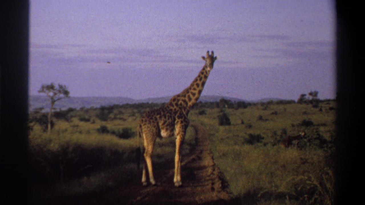 1969 Lagos, Nigeria 8mm frame of a giraffe standing near a dirt track, surrounded by green grass and scattered shrubs under a pale sky.