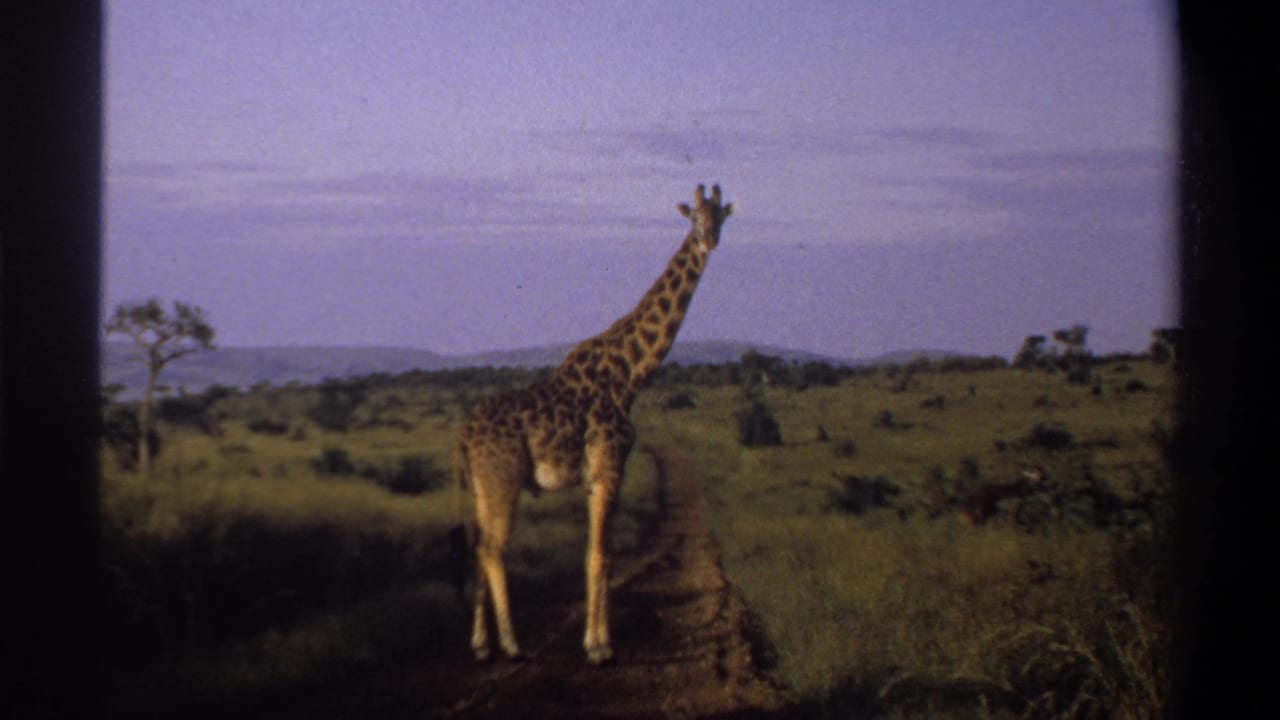 1969 Nigeria 8mm frame showing a giraffe standing on a dirt track in savanna-like grassland under a purple-blue sky.