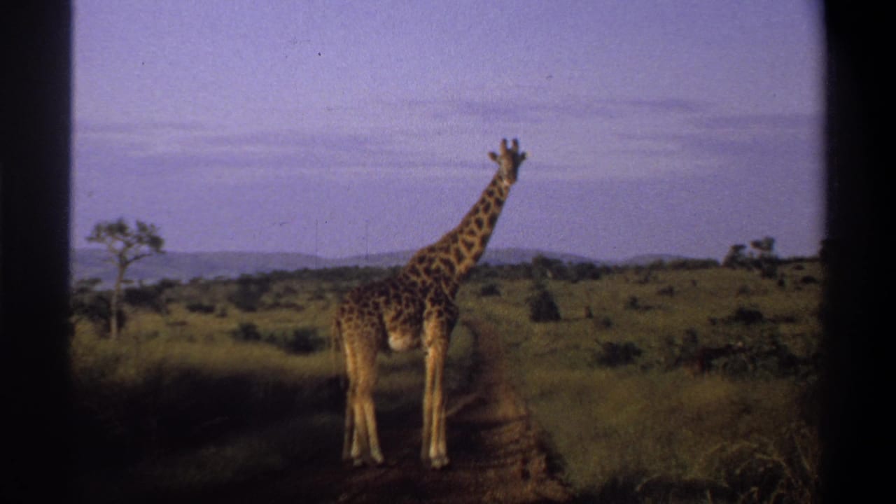 1969 Nigeria home-movie frame with a giraffe on a dirt road, open grass, sparse trees, and low hills in the distance.