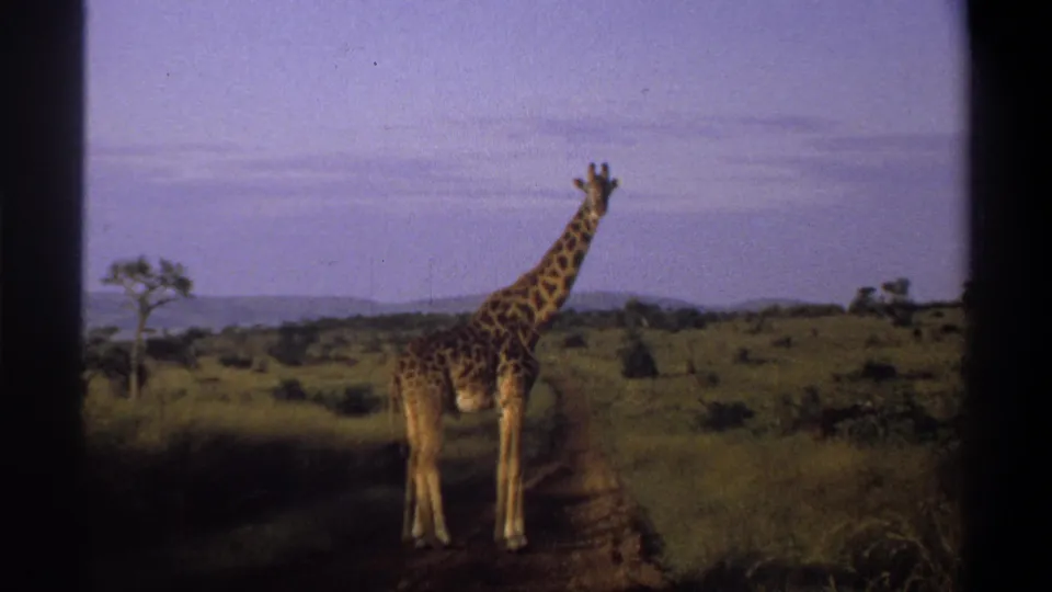 1969 Nigeria home-movie frame with a giraffe on a dirt road, open grass, sparse trees, and low hills in the distance.