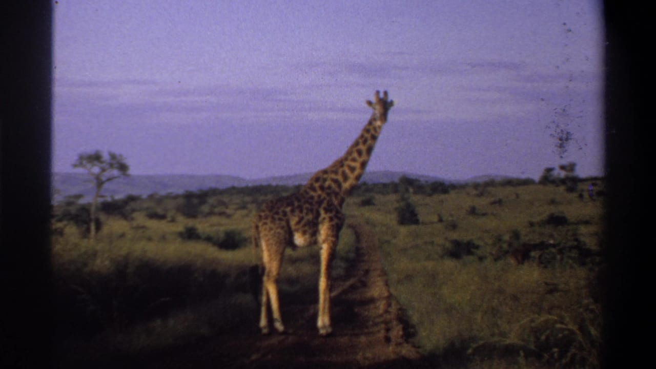 Vintage 8mm frame from Nigeria in 1969 showing a giraffe on a narrow dirt path with grassland, trees, and hills behind.