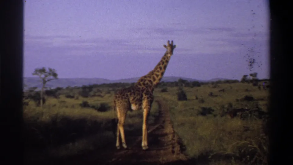 Vintage 8mm frame from Nigeria in 1969 showing a giraffe on a narrow dirt path with grassland, trees, and hills behind.