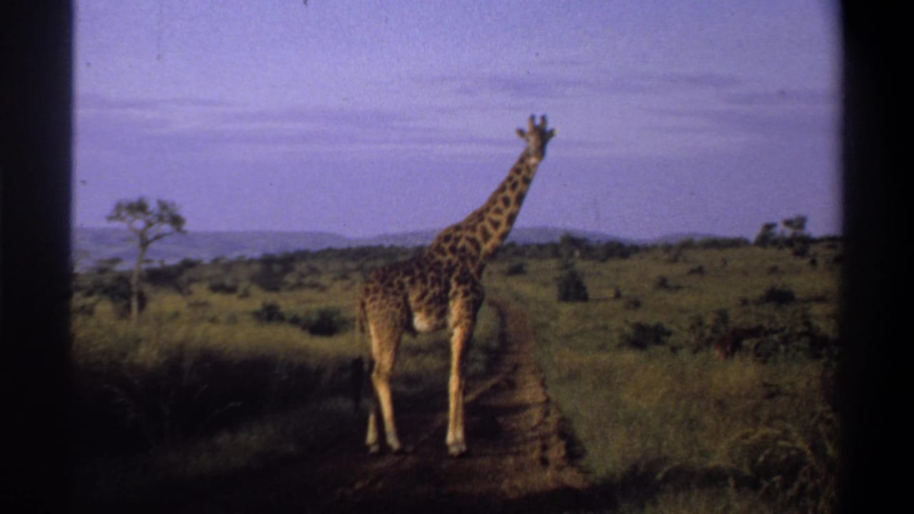 1969 Nigeria 8mm frame showing a giraffe standing in profile on a dirt path across open savanna-like grassland.