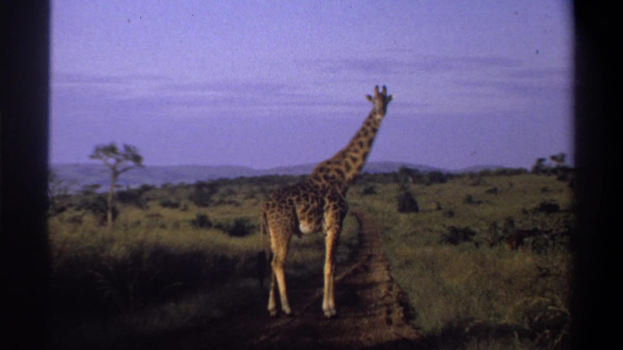 Giraffe stands on a narrow track in 1969 Nigeria footage, framed by grassland, trees, and a purple-tinged sky.