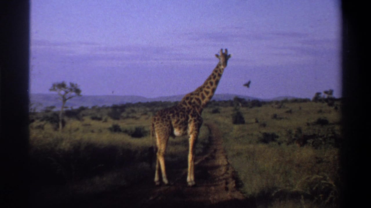 Vintage 8mm frame of a giraffe in profile beside a dirt path, with savanna-like grass and distant low hills.