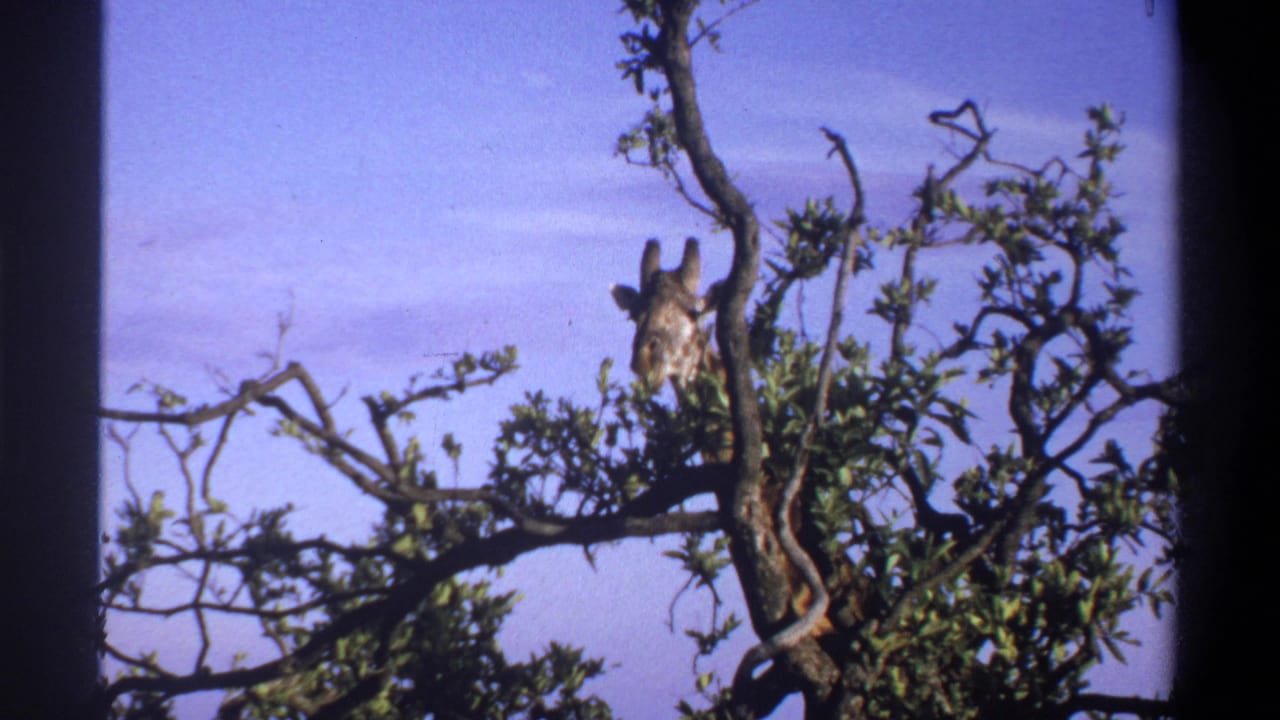 Giraffe partially obscured by leafy branches in 1969 Nigeria 8mm footage, suggesting browsing behavior.