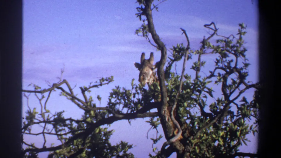 Giraffe partially obscured by leafy branches in 1969 Nigeria 8mm footage, suggesting browsing behavior.