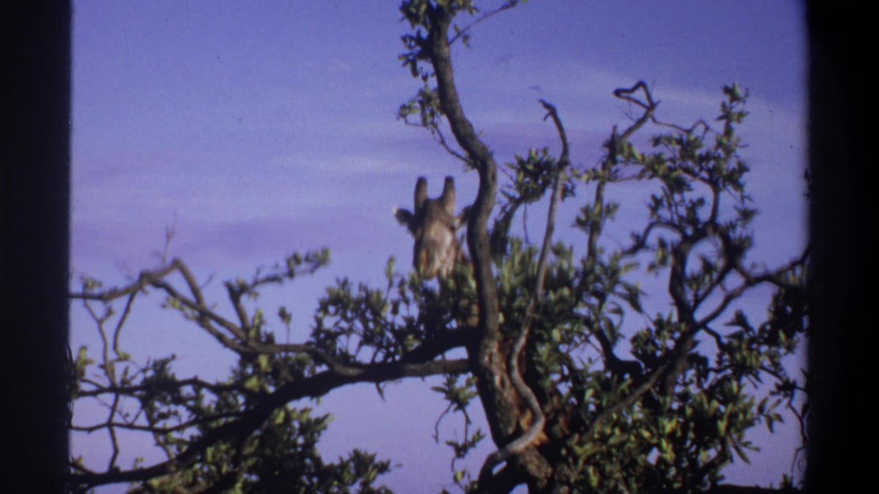 1969 Lagos, Nigeria 8mm frame showing a giraffe peering through dense tree branches while browsing leaves.