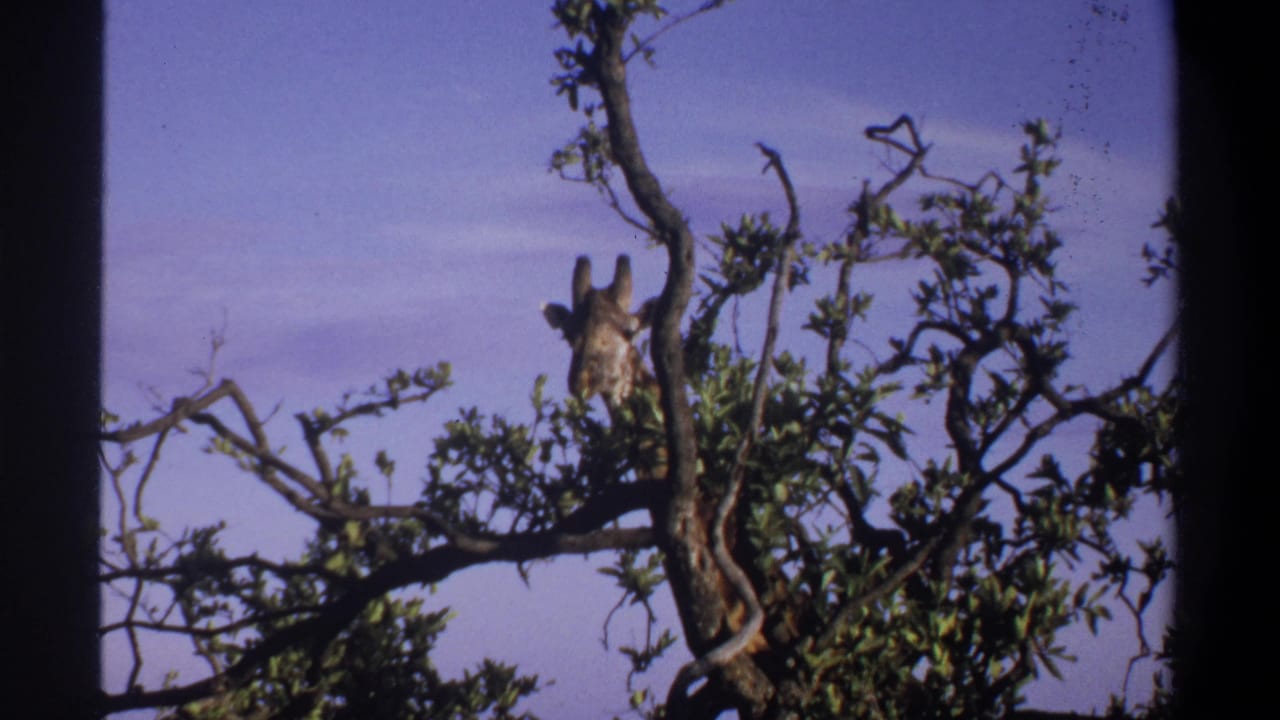 Giraffe partly hidden by tree foliage with sky behind it.