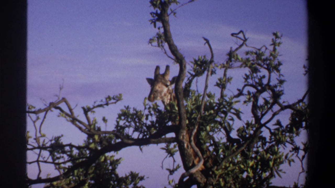 1969 Lagos, Nigeria 8mm still with the giraffe's head turned beside leafy branches and a dark central trunk.
