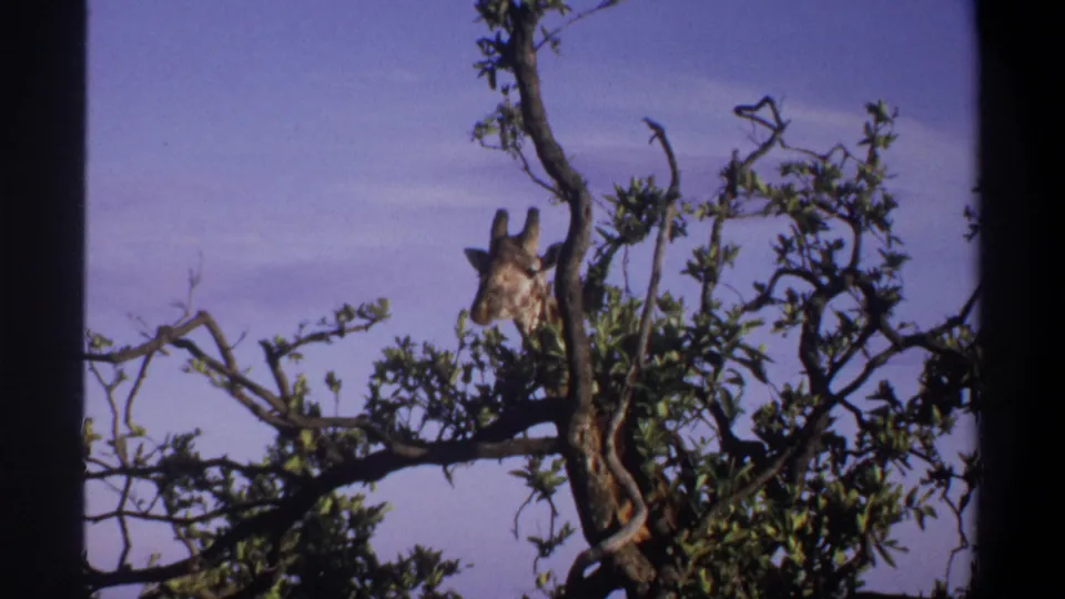 1969 Lagos, Nigeria 8mm still with the giraffe's head turned beside leafy branches and a dark central trunk.