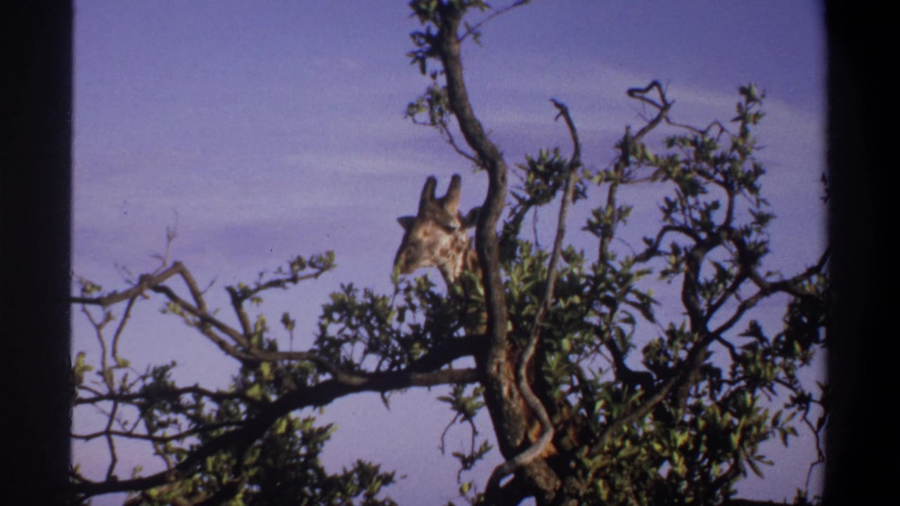 1969 Lagos, Nigeria archival frame showing a giraffe's head and neck framed by a leafy tree canopy.