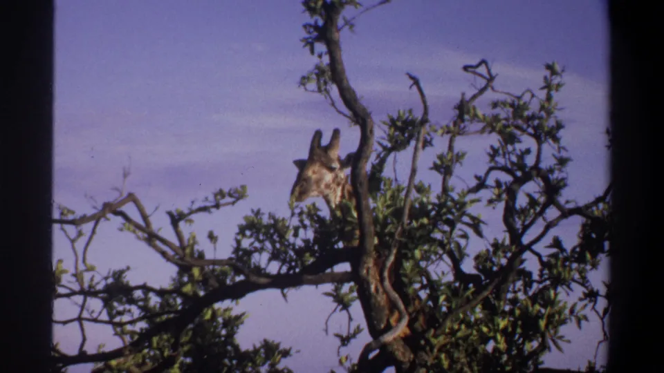 1969 Lagos, Nigeria archival frame showing a giraffe's head and neck framed by a leafy tree canopy.