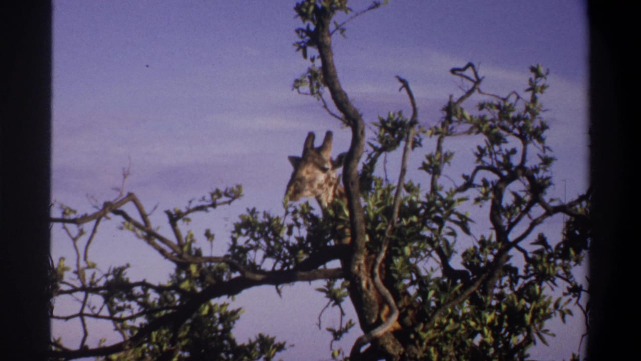 Giraffe browsing from a tree top in the 1969 Lagos, Nigeria home-movie footage, framed by dark vertical borders.