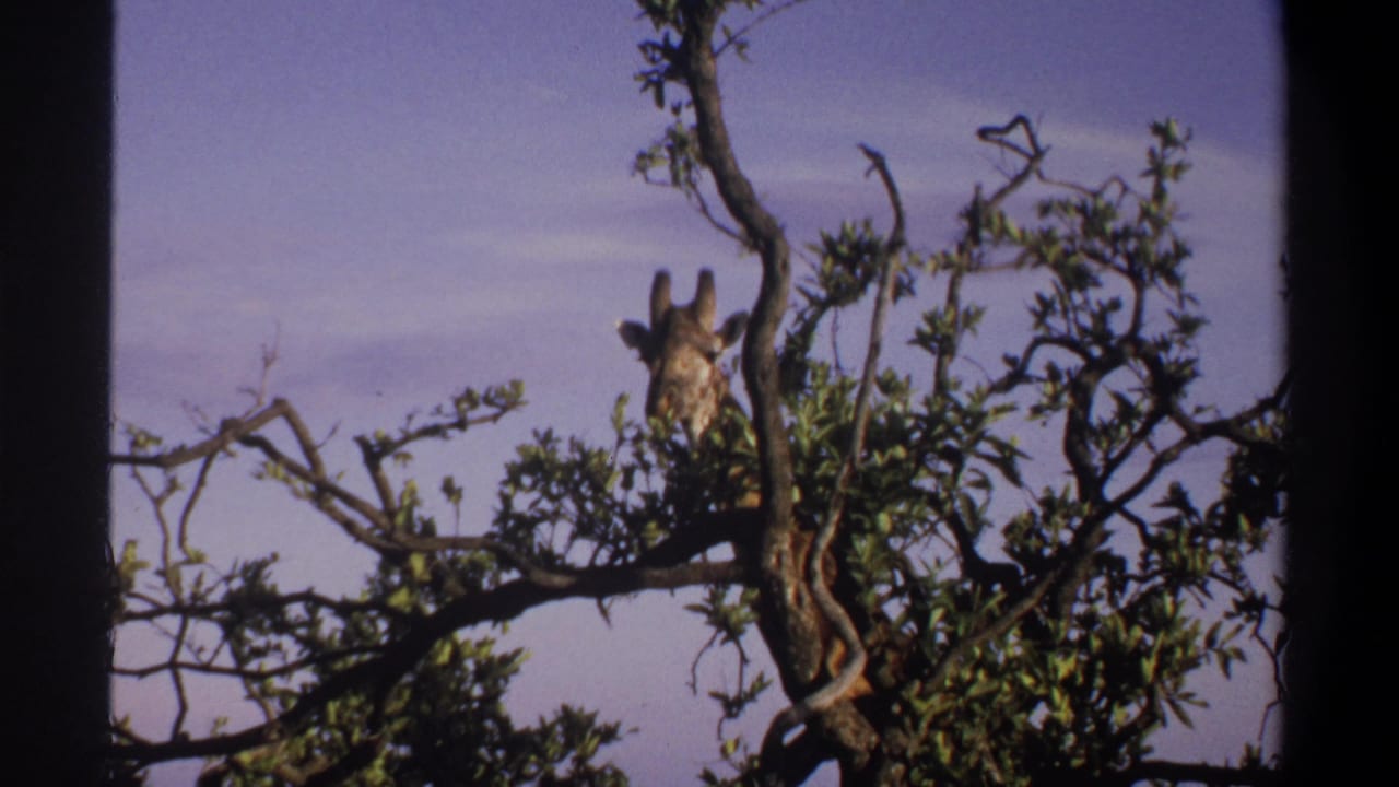 8mm frame from Lagos, Nigeria in 1969 showing a giraffe partly concealed by branches while feeding near the tree top.