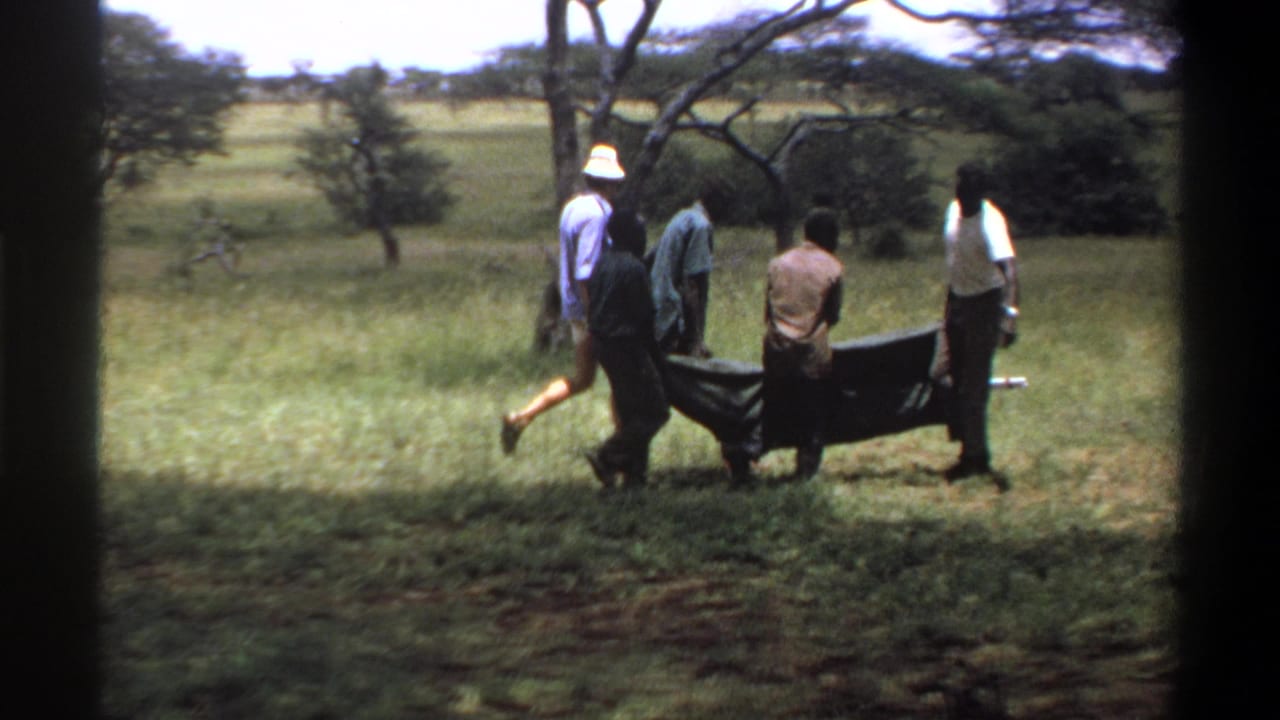 Adults appear to carry a sedated animal on a stretcher across grassy Nigerian savanna in 1969 footage.