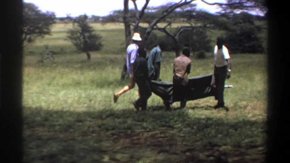 Adults appear to carry a sedated animal on a stretcher across grassy Nigerian savanna in 1969 footage.