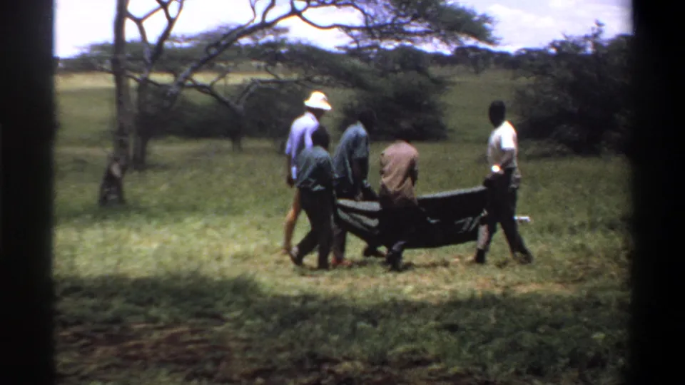 The team moves the stretchered animal through grass, with scattered trees visible in the background.