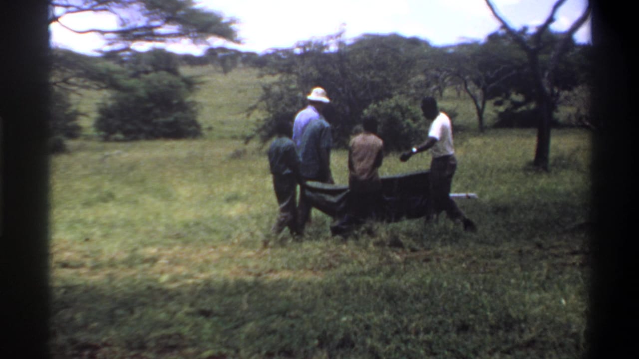 In 1969 Lagos, Nigeria footage, several men walk across grass while carrying a dark elongated object between them.