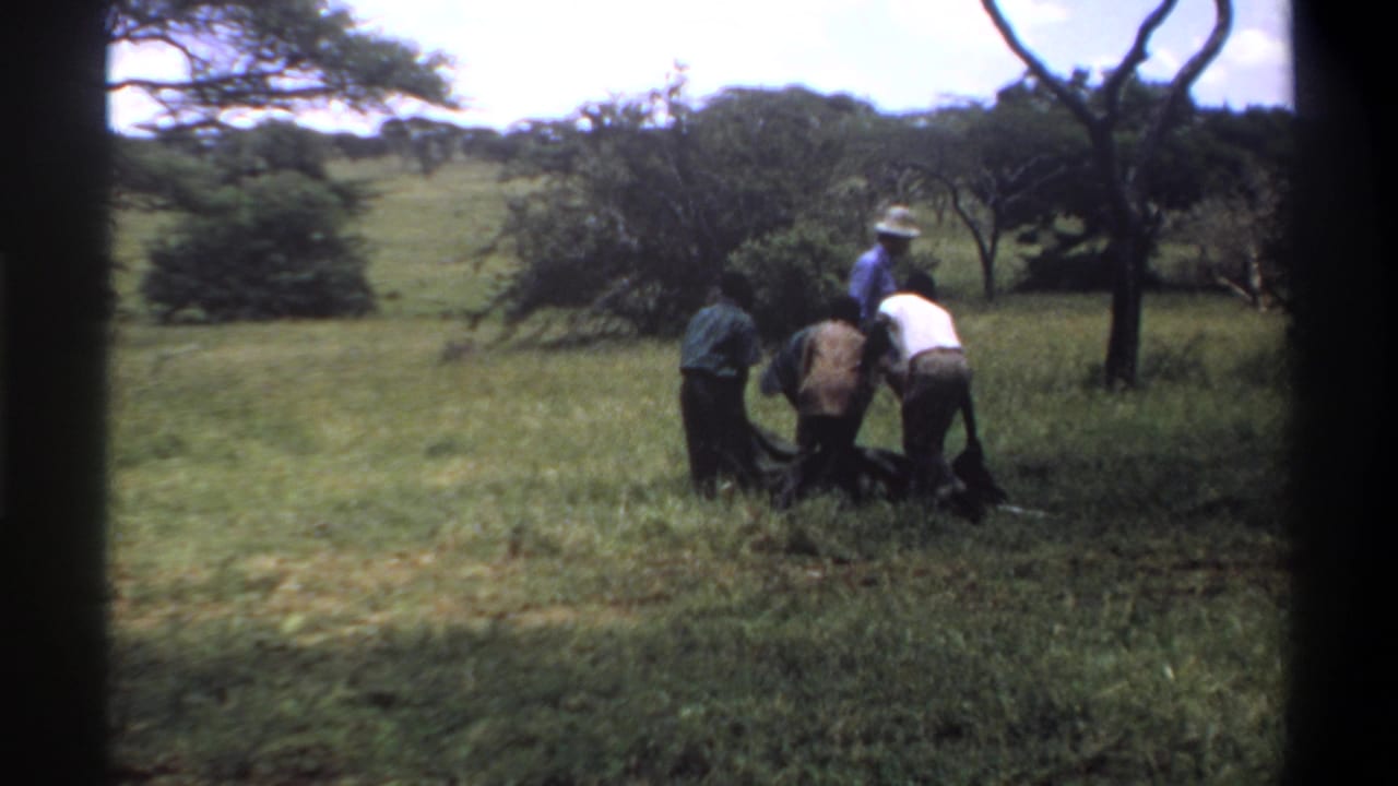 Men in a grassy Nigerian clearing appear to lower or adjust a dark object during the 1969 home-movie scene.
