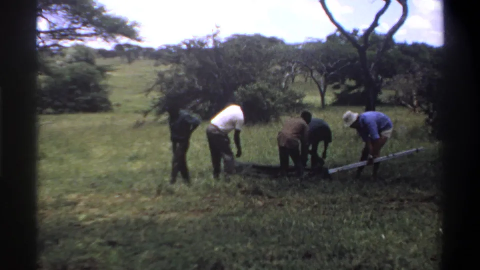 In the 1969 Lagos, Nigeria clip, men bend and stand around a ground bundle as a long pale pole or rod lies across the grass.