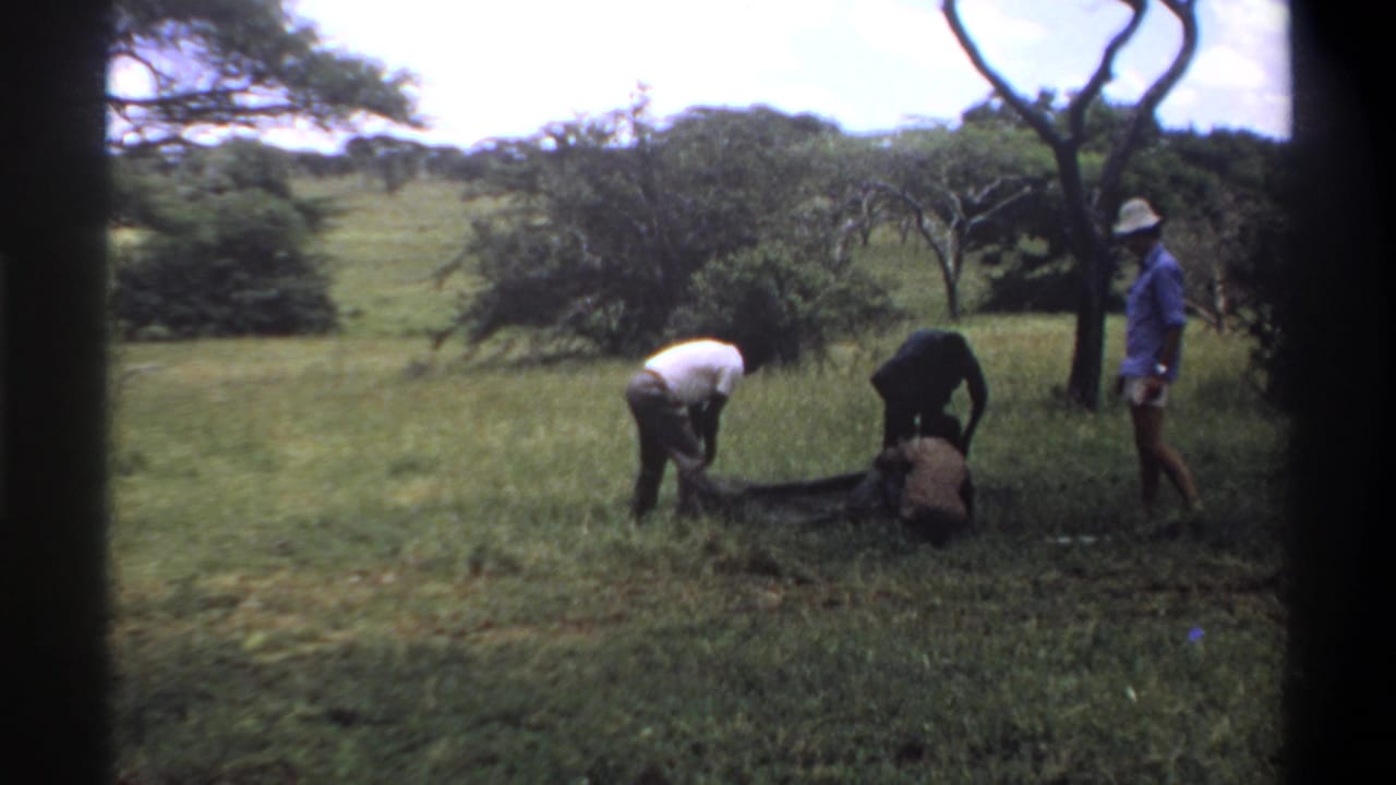 1969 Lagos, Nigeria footage showing men in a grassy clearing handling a large snake or long animal while another man watches nearby.
