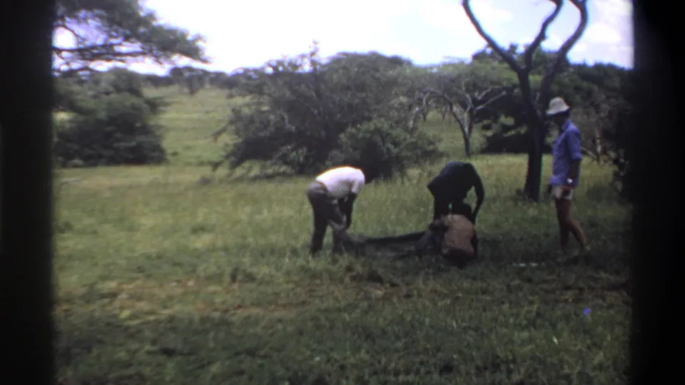 1969 Lagos, Nigeria footage showing men in a grassy clearing handling a large snake or long animal while another man watches nearby.