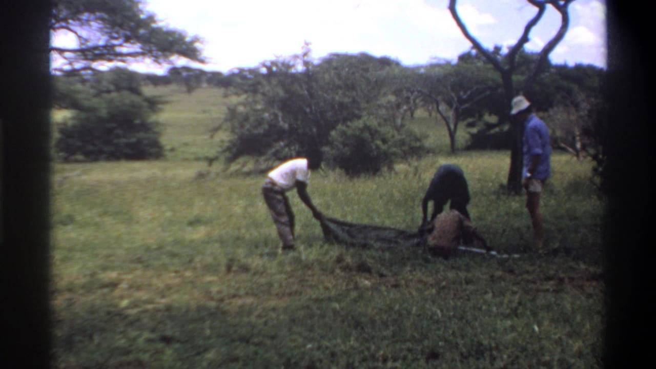 Men bend over a long animal on the grass while another man stands near a tree.