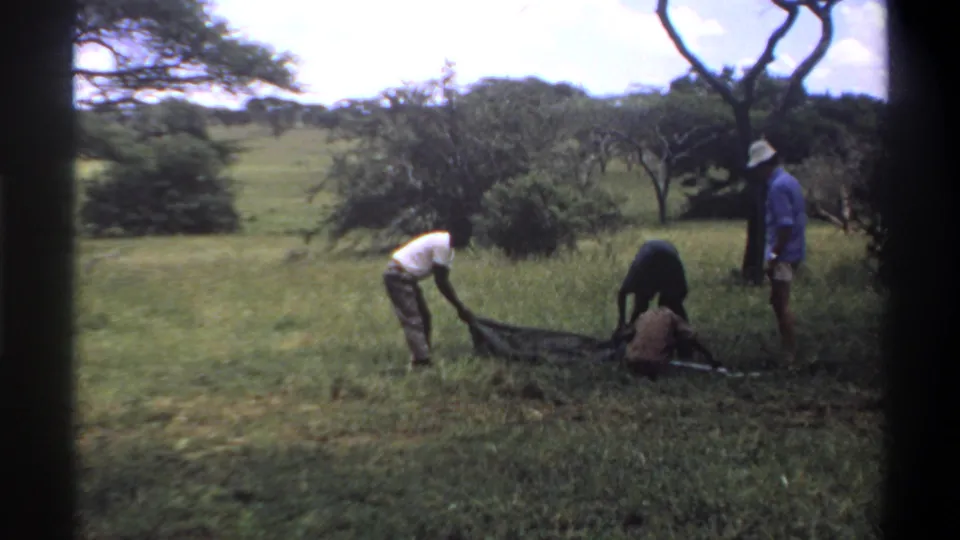 1969 Lagos, Nigeria footage with two men handling a large snake or long animal on the ground as a third man observes in a grassy area.