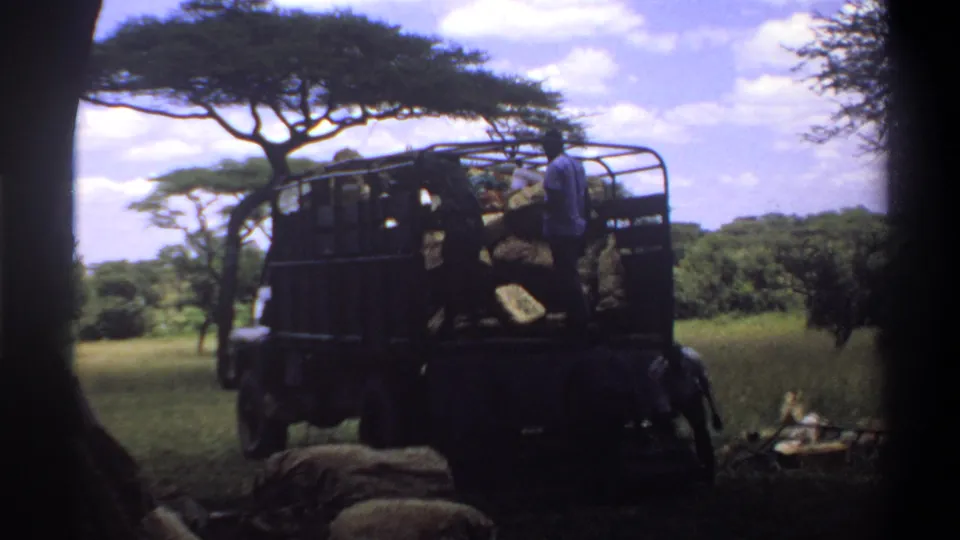 Adult worker on the rear of an open truck in a 1969 Lagos field scene, with cargo visible in the truck bed.